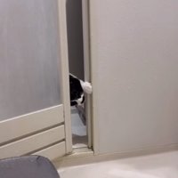 左前足と頭を使ってドアを開けている猫