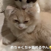 虚無顔の猫