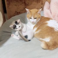 横並びになっている猫と子猫