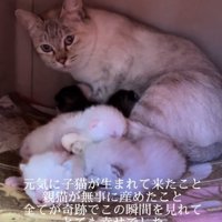 複数の子猫の後ろにいる母猫