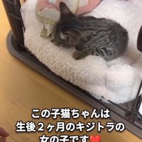 ケージの中にいる子猫