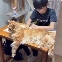 机の上にいる猫