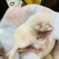 タオルの上で眠る子猫