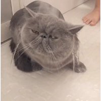 シャワーを浴びている猫