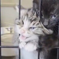 ケージの金具に顔が引っかかっているキジトラ猫