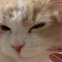 気持ちよさそうにする猫