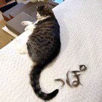 猫のしっぽと抜け毛で作られた文字