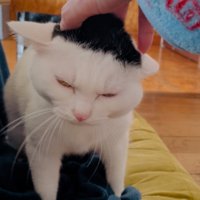 頭をなでられる猫