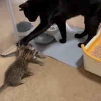 黒猫と2匹の子猫