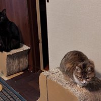 爪とぎの上に乗る2匹の猫