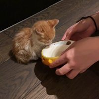 ミルクを与えられる猫