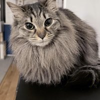 カメラ目線の長毛の猫