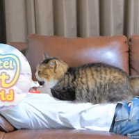 人のお腹の上に座る猫