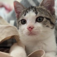 前を見ている子猫の顔