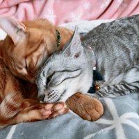 寄り添う2匹の猫