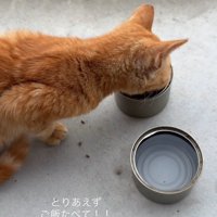 ご飯を食べる子猫