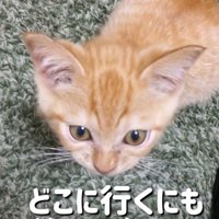 女性を見上げる子猫