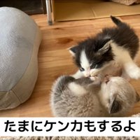 けんかする子猫たち