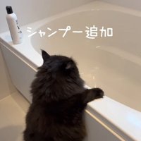 おふろでつかまり立ちをして洗われている黒猫