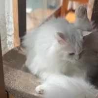 毛繕いする猫