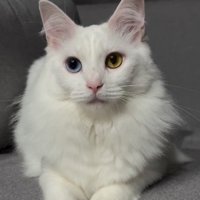 オッドアイの猫