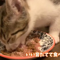 ごはんを食べる猫