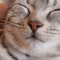 目を瞑る猫と猫の後頭部に人の手（この声が可愛い）