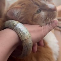 顔をなでられる猫