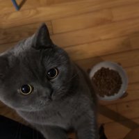 飼い主の膝に前足を置いて立っている猫