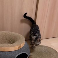 バリバリボウルの側にいる猫