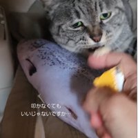 猫パンチする猫