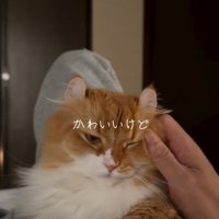 嬉しそうな猫