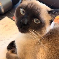 振り向く猫