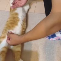 猫を仰向けにする次男