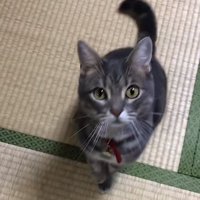 畳の上でお座りをしているカメラ目線の猫