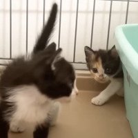 トイレ裏から出てくる三毛子猫