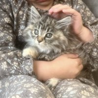 女の子に抱っこされている猫