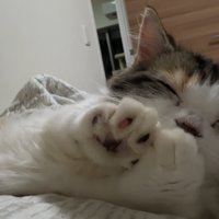 ふみふみタイム中の猫さん