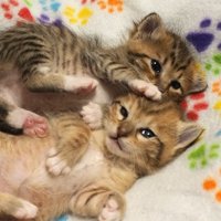 くっついて寝る子猫