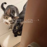 ドアノブを掴む飼い主の指と横並びになって飼い主を見上げる2匹の猫
