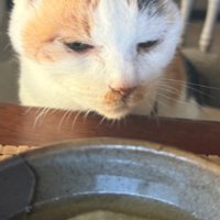 テーブルの前にいる猫
