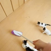 モップを追い掛ける2匹の子猫と見守る母猫