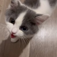 飼い主さんに答えて鳴く子猫
