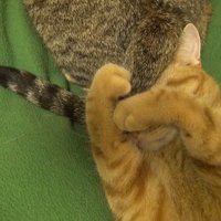 目隠し