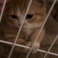 ケージの中で頭をなでられている子猫