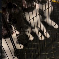 ケージの中の4匹の子猫