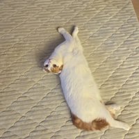後頭部が背中についているレッド柄の猫