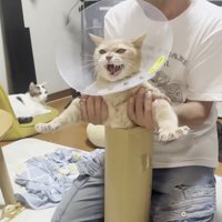 両前足を広げてシャー