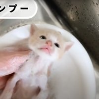 シャンプーされている子猫