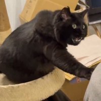 右手を伸ばして鳴く猫